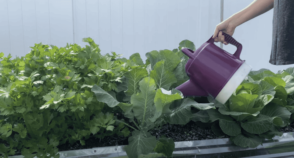 Growing Large Cauliflower Heads